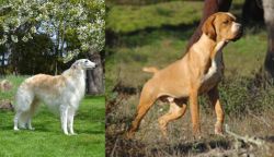 Russian Hound vs Portuguese Pointer - Breed Comparison
