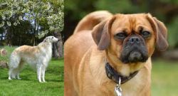 Russian Hound vs Pugalier - Breed Comparison