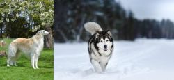 Russian Hound vs Siberian Husky - Breed Comparison