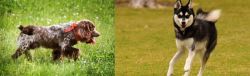 Russian Spaniel vs Alaskan Klee Kai - Breed Comparison