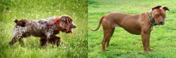 Russian Spaniel vs American Pit Bull Terrier - Breed Comparison
