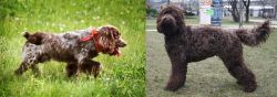 Russian Spaniel vs Barbet - Breed Comparison
