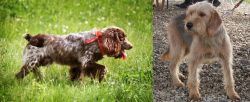 Russian Spaniel vs Bosnian Coarse-Haired Hound - Breed Comparison