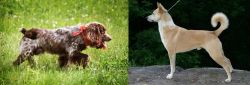 Russian Spaniel vs Canaan Dog - Breed Comparison
