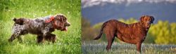 Russian Spaniel vs Chesapeake Bay Retriever - Breed Comparison