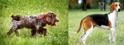 Russian Spaniel vs Grand Anglo-Francais Tricolore - Breed Comparison