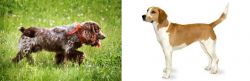 Russian Spaniel vs Harrier - Breed Comparison