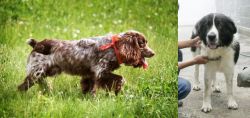 Russian Spaniel vs Mucuchies - Breed Comparison