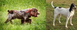 Russian Spaniel vs Petit Gascon Saintongeois - Breed Comparison