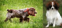 Russian Spaniel vs Phalene - Breed Comparison