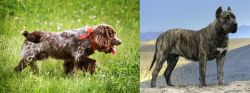 Russian Spaniel vs Presa Canario - Breed Comparison