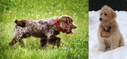 Russian Spaniel vs Pyredoodle - Breed Comparison