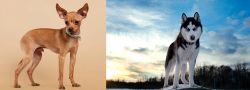 Russian Toy Terrier vs Alaskan Husky - Breed Comparison
