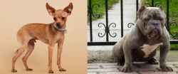 Russian Toy Terrier vs American Bully - Breed Comparison
