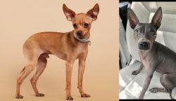 Russian Toy Terrier vs American Hairless Terrier - Breed Comparison