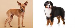 Russian Toy Terrier vs Bernese Mountain Dog - Breed Comparison