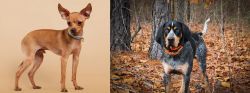 Russian Toy Terrier vs Bluetick Coonhound - Breed Comparison