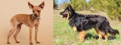 Russian Toy Terrier vs Bohemian Shepherd - Breed Comparison