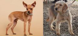 Russian Toy Terrier vs Bosnian Coarse-Haired Hound - Breed Comparison
