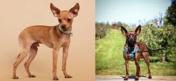 Russian Toy Terrier vs Bospin - Breed Comparison