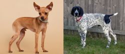 Russian Toy Terrier vs Braque d'Auvergne - Breed Comparison