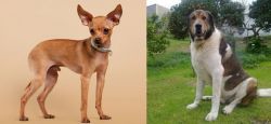 Russian Toy Terrier vs Cao de Gado Transmontano - Breed Comparison