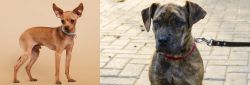 Russian Toy Terrier vs Catahoula Bulldog - Breed Comparison