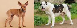 Russian Toy Terrier vs Central Asian Shepherd - Breed Comparison