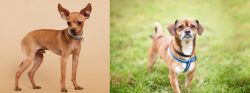 Russian Toy Terrier vs Chug - Breed Comparison