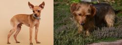 Russian Toy Terrier vs Dorkie - Breed Comparison