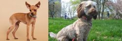 Russian Toy Terrier vs Doxiepoo - Breed Comparison