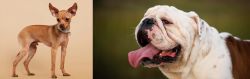 Russian Toy Terrier vs English Bulldog - Breed Comparison