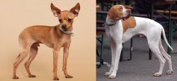 Russian Toy Terrier vs English Pointer - Breed Comparison