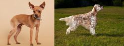 Russian Toy Terrier vs English Setter - Breed Comparison