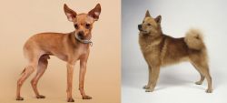 Russian Toy Terrier vs Finnish Spitz - Breed Comparison
