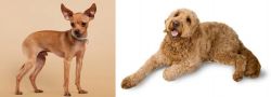 Russian Toy Terrier vs Golden Doodle - Breed Comparison