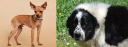 Russian Toy Terrier vs Greek Sheepdog - Breed Comparison