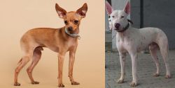 Russian Toy Terrier vs Gull Terr - Breed Comparison