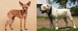 Russian Toy Terrier vs Hermes Bulldogge - Breed Comparison