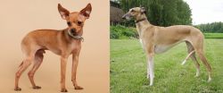 Russian Toy Terrier vs Hortaya Borzaya - Breed Comparison