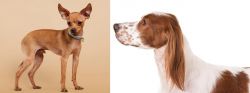 Russian Toy Terrier vs Irish Red and White Setter - Breed Comparison