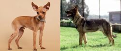 Russian Toy Terrier vs Kunming Dog - Breed Comparison