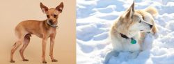 Russian Toy Terrier vs Labrador Husky - Breed Comparison