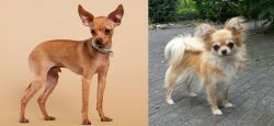 Russian Toy Terrier vs Long Haired Chihuahua - Breed Comparison