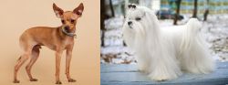 Russian Toy Terrier vs Maltese - Breed Comparison
