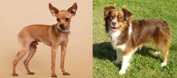 Russian Toy Terrier vs Miniature Australian Shepherd - Breed Comparison