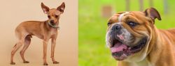 Russian Toy Terrier vs Miniature English Bulldog - Breed Comparison
