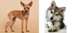 Russian Toy Terrier vs Miniature Siberian Husky - Breed Comparison