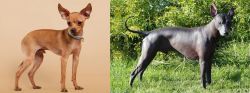 Russian Toy Terrier vs Peruvian Hairless - Breed Comparison