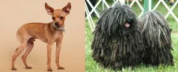Russian Toy Terrier vs Puli - Breed Comparison